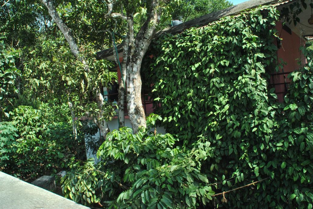 Jungleparadiso Homestay Thekkady Ngoại thất bức ảnh