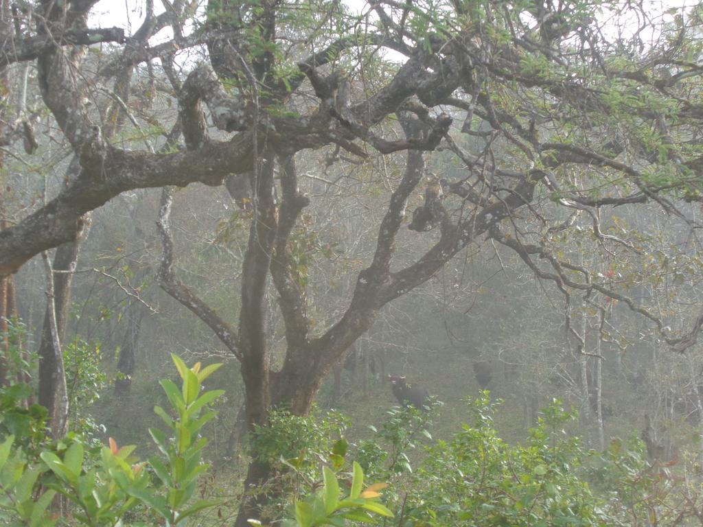 Jungleparadiso Homestay Thekkady Ngoại thất bức ảnh