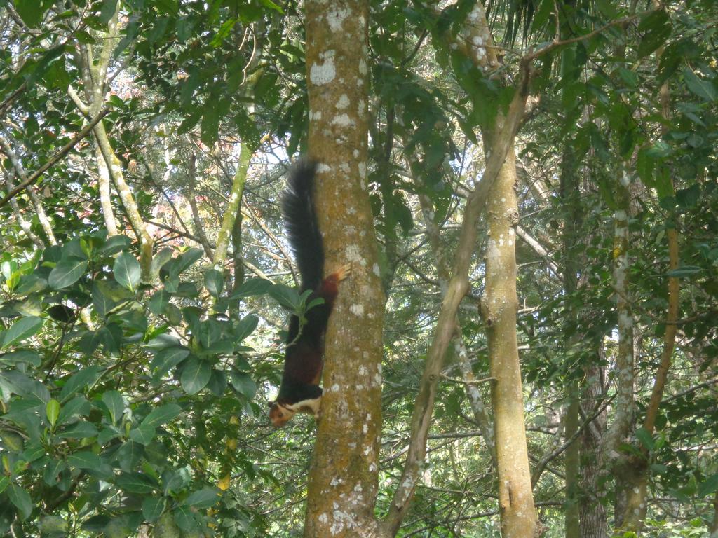 Jungleparadiso Homestay Thekkady Ngoại thất bức ảnh